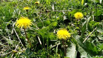 国产欧洲野花视频一在线,异域风情，尽享视觉盛宴-第2张图片-黄色漫画在线