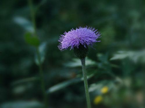 国产欧洲野花视频一在线,异域风情，尽享视觉盛宴-第3张图片-黄色漫画在线