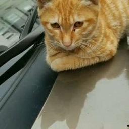 小野猫国产区在线视频,激情四溢的在线视听盛宴-第1张图片-黄色漫画在线