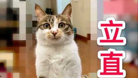 小野猫国产区在线视频,激情四溢的在线视听盛宴-第2张图片-黄色漫画在线