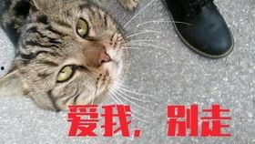 小野猫国产区在线视频,激情四溢的在线视听盛宴-第3张图片-黄色漫画在线