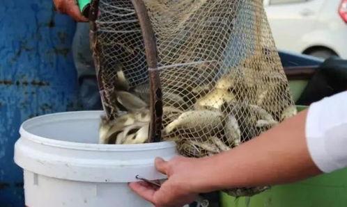 水霉视频旧国产,揭秘旧国神秘生物的传奇故事-第1张图片-黄色漫画在线