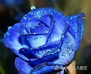 国产老游戏蓝色妖姬视频,探寻国产经典游戏的魅力之旅-第1张图片-黄色漫画在线