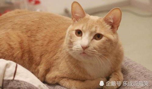 国产橘猫电影解说视频,国产萌宠的奇幻冒险-第1张图片-黄色漫画在线