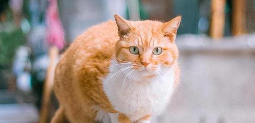 国产橘猫电影解说视频,国产萌宠的奇幻冒险-第2张图片-黄色漫画在线