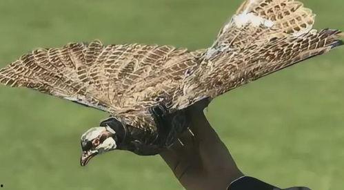 新手养国产鸟好吗视频讲解,新手入门必看视频解析-第1张图片-黄色漫画在线