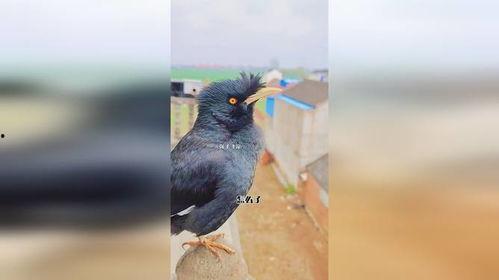 新手养国产鸟好吗视频讲解,新手入门必看视频解析-第2张图片-黄色漫画在线