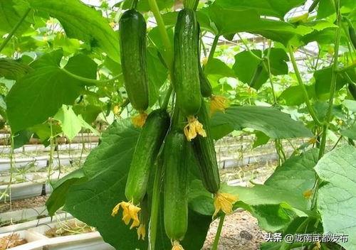 国产大黄瓜图片视频在线,探寻我国农业新宠儿的魅力与价值-第1张图片-黄色漫画在线