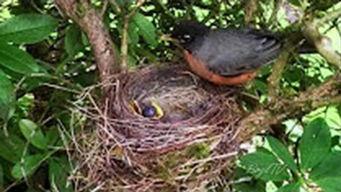 国产溜鸟视频,捕捉自然之美，展现生态和谐-第1张图片-黄色漫画在线