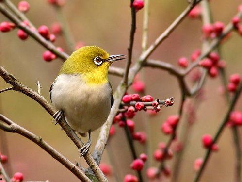 国产溜鸟视频,捕捉自然之美，展现生态和谐-第3张图片-黄色漫画在线