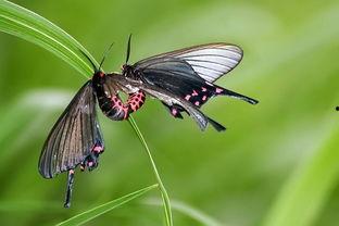 国产精品小蝴蝶视频,绽放东方魅力，演绎青春风采-第1张图片-黄色漫画在线