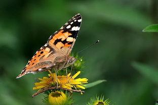 国产精品小蝴蝶视频,绽放东方魅力，演绎青春风采-第2张图片-黄色漫画在线