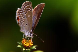 国产精品小蝴蝶视频,绽放东方魅力，演绎青春风采-第3张图片-黄色漫画在线