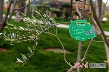 国产油橄榄测评视频-第1张图片-黄色漫画在线