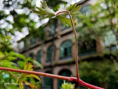 国产油橄榄测评视频-第2张图片-黄色漫画在线