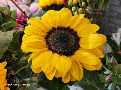 国产油橄榄测评视频-第3张图片-黄色漫画在线