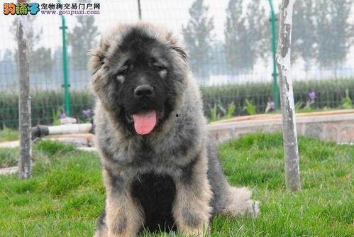 国产猛犬品种大全推荐视频,揭秘我国本土犬种风采-第1张图片-黄色漫画在线