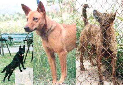 国产猛犬品种大全推荐视频,揭秘我国本土犬种风采-第2张图片-黄色漫画在线