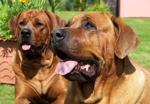 国产猛犬品种大全推荐视频,揭秘我国本土犬种风采-第3张图片-黄色漫画在线