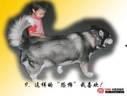 国产大狗的视频大全下载,领略国产SUV风采瞬间-第3张图片-黄色漫画在线