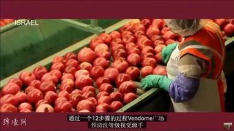 国产石榴种植视频,从播种到收获的全程展示-第1张图片-黄色漫画在线