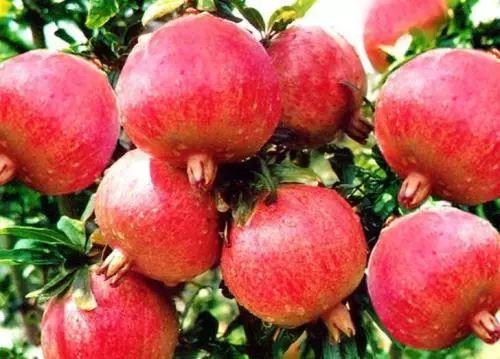 国产石榴种植视频,从播种到收获的全程展示-第3张图片-黄色漫画在线